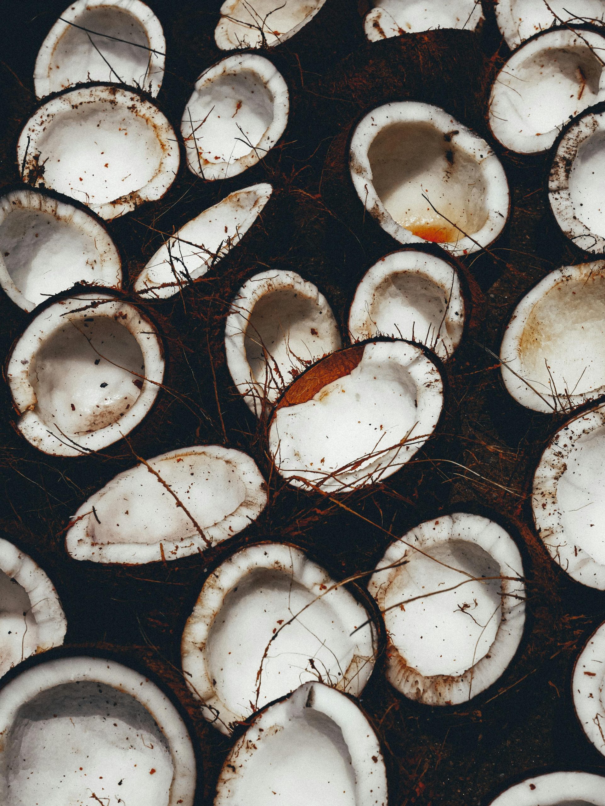 Close-up of halved coconuts on ground in Sri Lanka, highlighting tropical abundance.